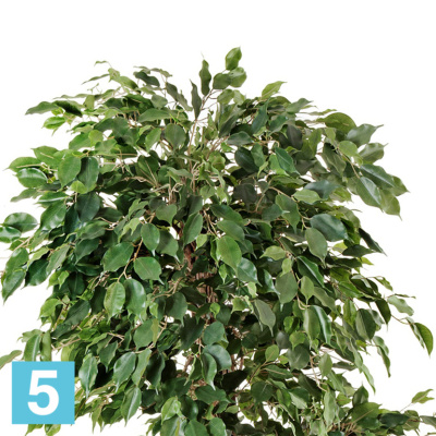 Фикус искусственный TREEZ Collection Бенджамина Селеста 210h в #REGION_NAME_DECLINE_PP#