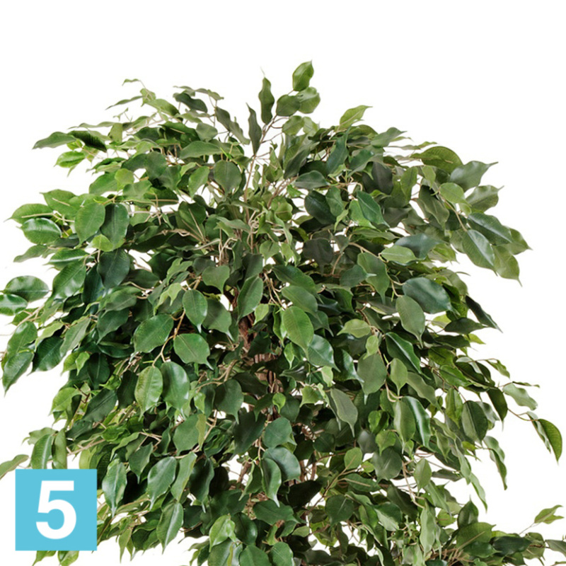 Фикус искусственный TREEZ Collection Бенджамина Селеста 210h