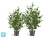 Искусственный Эвкалипт TREEZ Collection зеленый куст 13h
