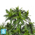 Драцена Компакта искусственная TREEZ Collection 120h