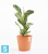 Напольное кашпо Ecopots Venice с поддоном, терракотовое 30-d, 26-h