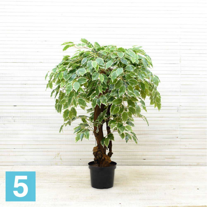 Фикус Бенджамина искусственный Alseed, h-100 см., латекс