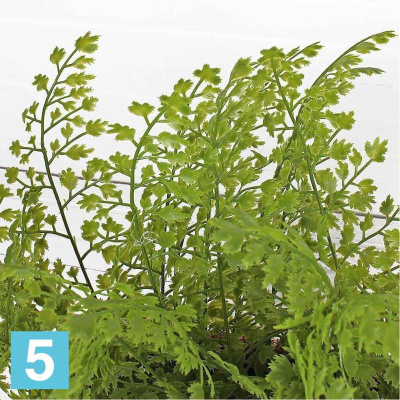 Адиантум искусственный Alseed, латекс, h-25 в кокос.боксе25*8*8