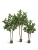 Фикус Одри Бенгальский искусственный TREEZ Collection 170h