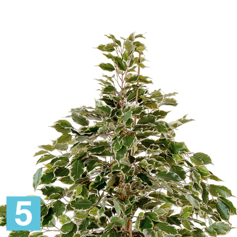 Фикус искусственный TREEZ Collection Бенджамина Пестрый "Натуральный" 180h