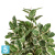 Фикус искусственный TREEZ Collection Эластика пестрый 210h