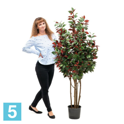 Фикус зелено-бордовый искусственный Alseed, h-170 см.