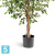 Фикус искусственный TREEZ Collection Фолиа пестрый 130h