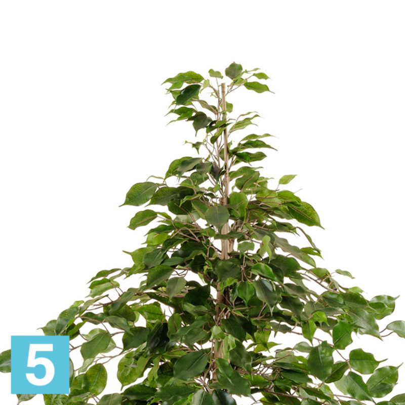 Фикус искусственный TREEZ Collection Бенджамина "Натуральный" 150h