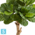 Фикус искусственный TREEZ Collection Лирата Форест 115h