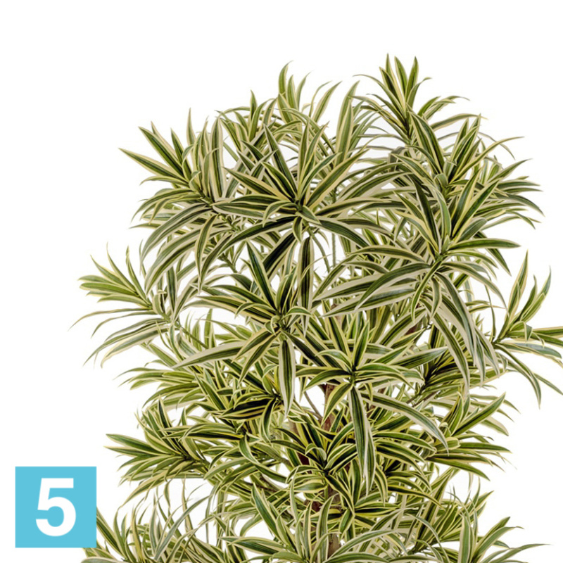 Драцена искусственная TREEZ Collection Рефлекса Золотая 150h