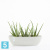 Настольное Кашпо Ecopots Sofia Long, светло-серое 30-l, 13-w, 14-h