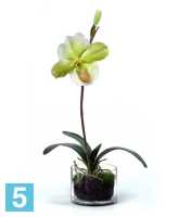 Композиция из искусственных цветов Орхидея Венерин Башмачок белый/лайм в стекле с мхом, корнями, землей TREEZ Collection в #REGION_NAME_DECLINE_PP#