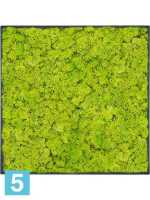 Картина из искусственного мха stiel l матовая 100% олений мох (весенне-зеленый) l-50 w-50 h-6 см в Москве