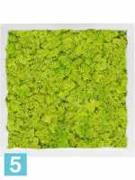 Картина из искусственного мха сатин блеск 100% олений мох (весенний зеленый) светлый фон l-40 w-40 h-6 см в Москве
