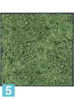 Картина из искусственного мха stiel l матовая 100% олений мох (мох зеленый) темный фон l-50 w-50 h-6 см в Москве