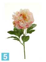 Искусственный цветок для декора Пион 16dx65h кремово-розоватый в #REGION_NAME_DECLINE_PP#