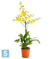 Онцидиум Жёлтый (орхидея) 1 Ствол 12 в Москве