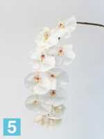 Искусственный цветок для декора орхидея фаленопсис "Jumbo" 11 цветков Sensitive Botanic d11*h102 см белая в Москве