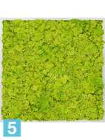 Картина из искусственного мха алюминий 100% олений мох (весенний зеленый) l-80 w-80 h-6 см в Москве
