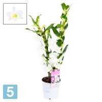 Дендробиум Нобиле Аполлон (орхидея) 2 Ствола 12 в #REGION_NAME_DECLINE_PP#