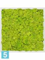 Картина из искусственного мха алюминий 100% олений мох (весенний зеленый) l-50 w-50 h-6 см в Москве