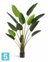 Искусственный цветок в горшке Стрелиция Style зеленая 245h TREEZ Collection в #REGION_NAME_DECLINE_PP#
