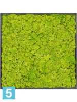 Картина из искусственного мха атласный блеск 100% олений мох (весенний зеленый l-80 w-80 h-6 см в Москве