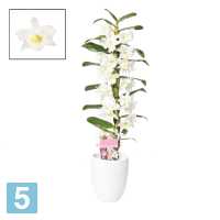 Дендробиум Нобиле Аполлон (орхидея) 1 Ствол 12 в #REGION_NAME_DECLINE_PP#
