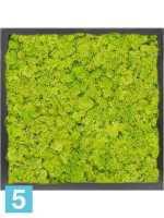 Картина из искусственного мха сатин блеск 100% олений мох (весенний зеленый) темный фон l-40 w-40 h-6 см в Москве